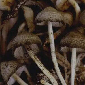 Buy Psychedelic Mushrooms Online